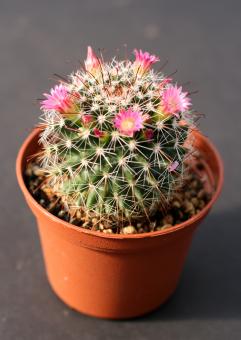 Mammillaria cladivae 