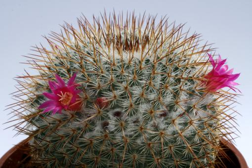 Mammillaria dixanthocentron 