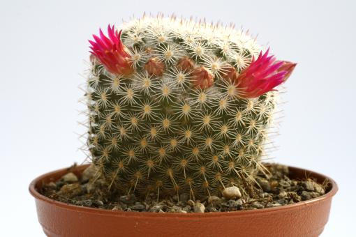 Mammillaria fuauxiana 