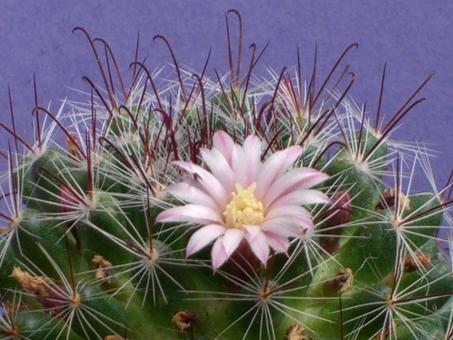 Mammillaria gilensis 