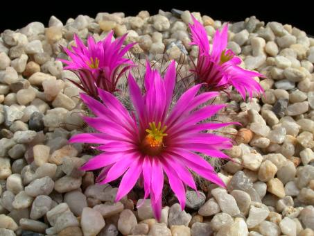 Mammillaria guelzowiana v. robustior 