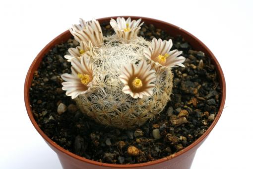 Mammillaria lasiacantha 