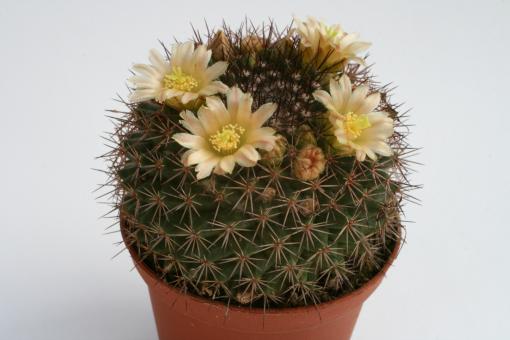 Mammillaria marksiana 