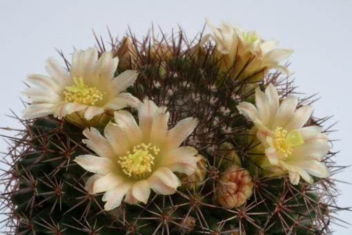 Mammillaria marksiana 