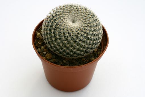 Mammillaria microthele 