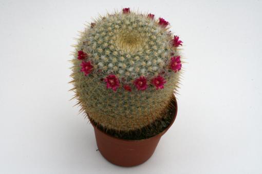 Mammillaria muehlenpfordtii P478 