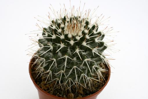 Mammillaria nejapensis 