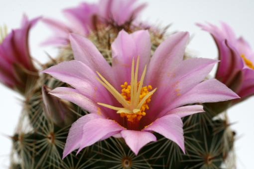 Mammillaria oliviae Rep815 Imuris, Son, MEX, 850m 