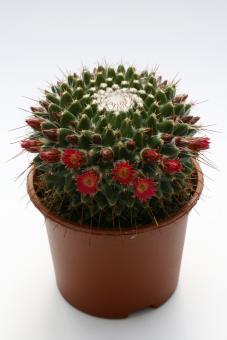 Mammillaria polyedra 