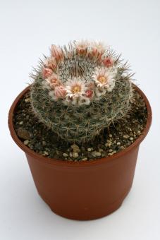 Mammillaria ritteriana 