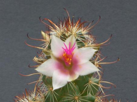 Mammillaria thornberi 