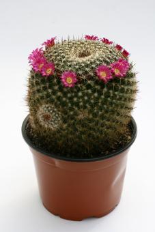 Mammillaria varieaculeata 