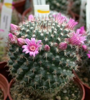 Mammillaria woodsii 