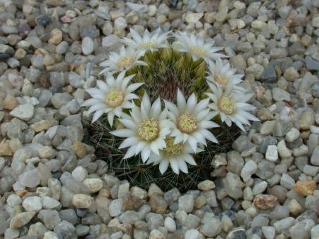 Mammillaria zeilmanniana f. alba 