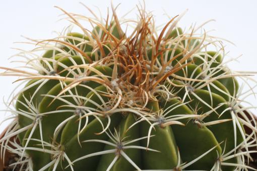 Melocactus curvispinus 