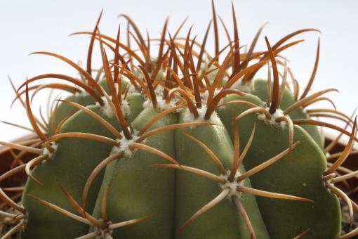 Melocactus matanzanus 