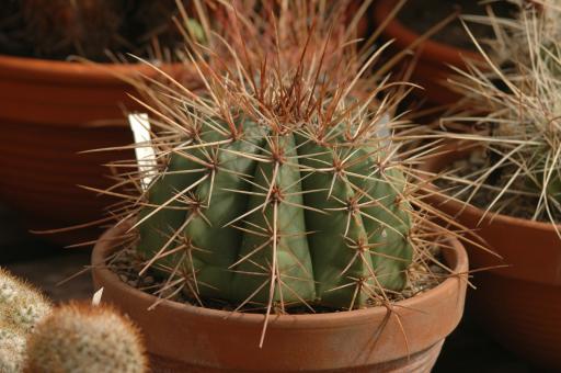 Melocactus oreas HU300 