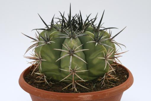 Melocactus pachyacanthus 