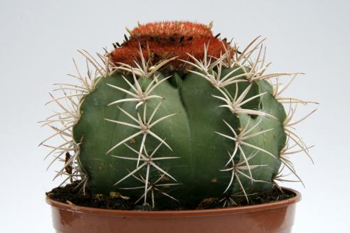 Melocactus zehntneri 