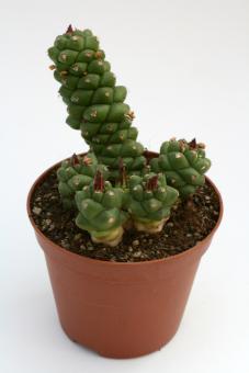 Monadenium ritchiei % 