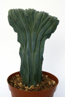 Myrtillocactus geometrizans f. cristata 