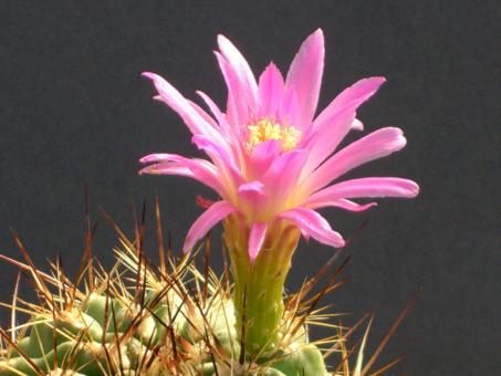 Neoporteria subgibbosa 