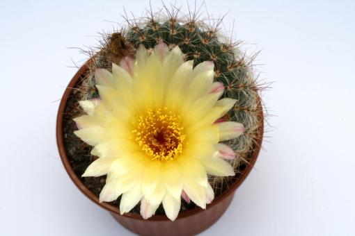 Notocactus bommeljei 