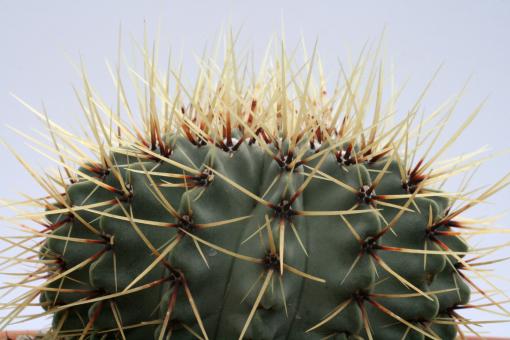 Notocactus buiningii RGS, Brazil 