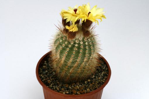 Notocactus neobuenekeri GF075 