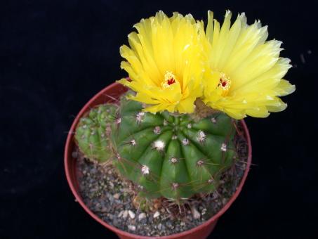 Notocactus ottonis % Uruguay 