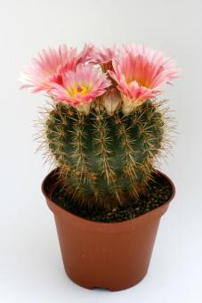 Notocactus roseoluteus n. Uruguay 