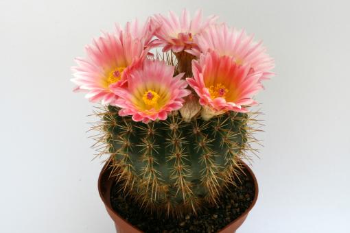 Notocactus roseoluteus n. Uruguay 