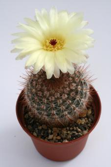 Notocactus schlosseri 