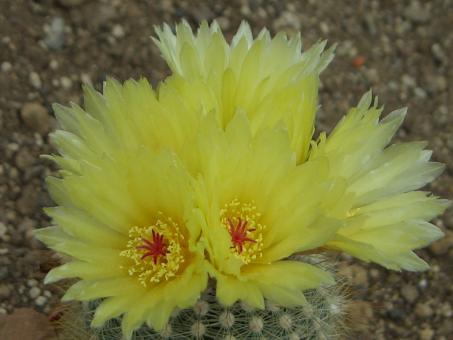 Notocactus scopa 