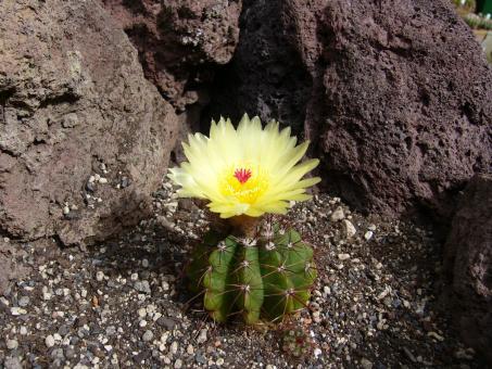 Notocactus securituberculatus WG44 Ernesto Alves, RGS, Brazil 