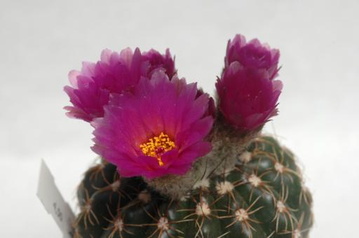 Notocactus uebelmannianus HU0078 Guaritas, Cacapava do Sul, RGS, Brazil 