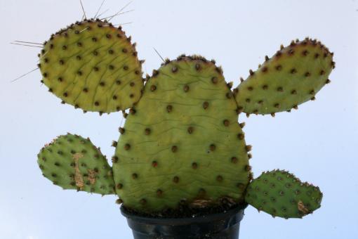 Opuntia fragilis Freising *1^ % 