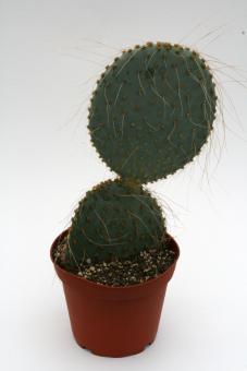 Opuntia gosseliniana 