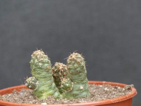 Opuntia subterranea 