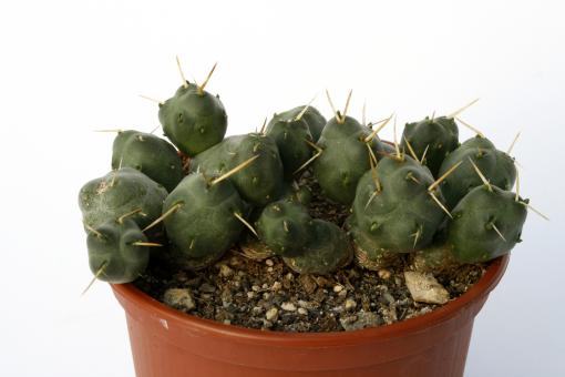 Opuntia rossiana 