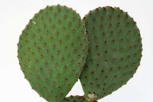 Opuntia rufida 