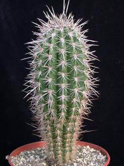 Pachycereus pringlei es. % 