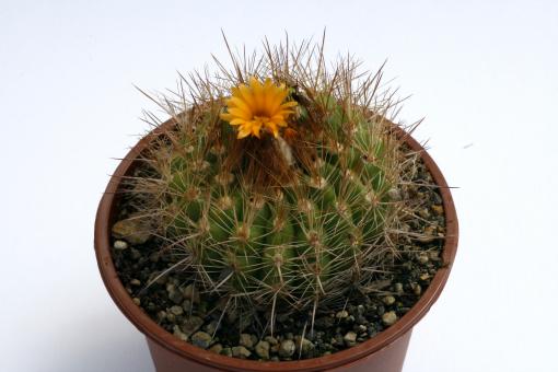 Parodia hausteiniana 