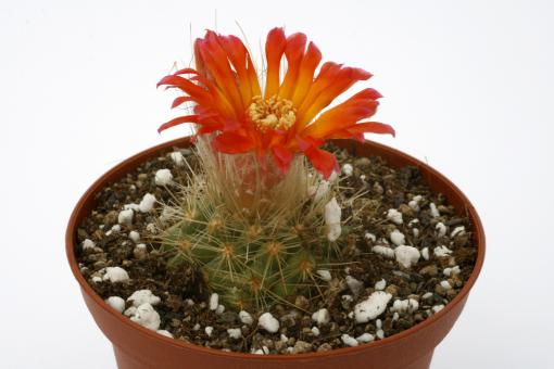 Parodia penicillata 