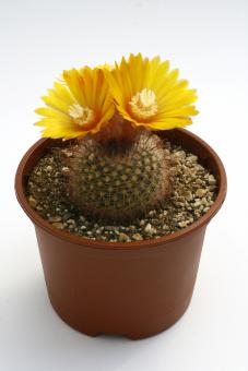 Parodia scopaoides 