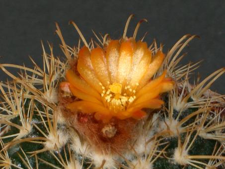 Parodia zecheri 