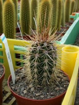 Pachycereus pringlei es. % 