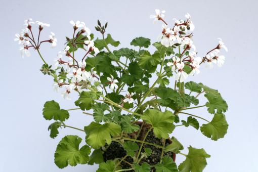 Pelargonium Fragrans-Hybride 