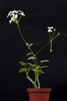 Pelargonium echinatum 