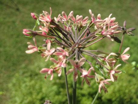 Pelargonium gibbosum 